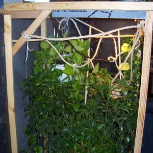 Top of cage with climbing areas
