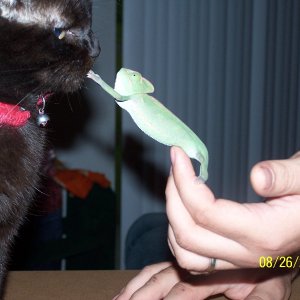 Here Kitty Kitty