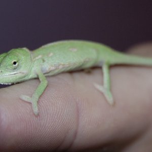 Popeye @ 1 week old