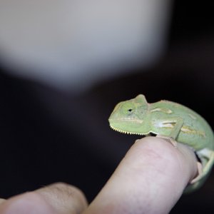 Popeye 5 weeks old