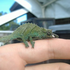 R.montanus