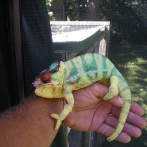 MY SIRE MITSIO