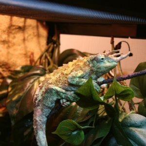 Eko my Jackson Chameleon