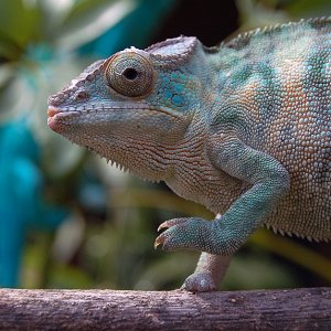 Lady in Blue