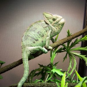 chameleeeeeon1