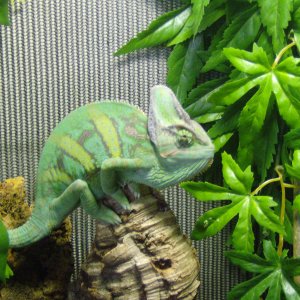 My handsome male
