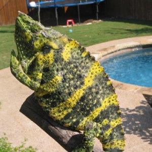 Pool side