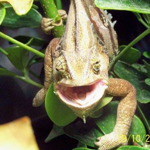 bigmouth
