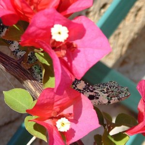 melleri flowers