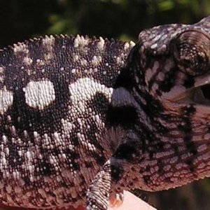 Sunning Sambava
