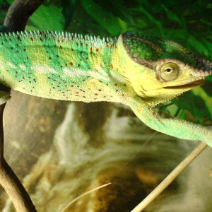 Ambanja blue