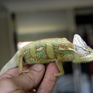 popeye 18 weeks