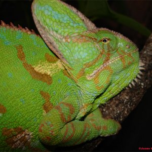Closeup