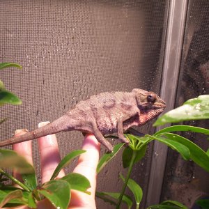 ambilobe