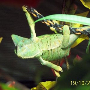 monkey or chameleon