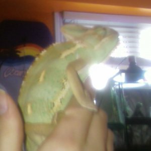 Cham =)