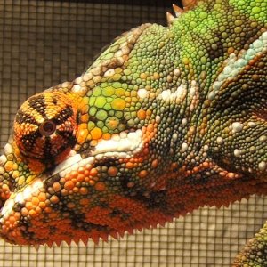 8 mo old Male Sambava