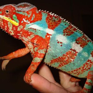 Charmeleon