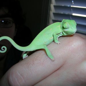 Mr. Bojangles