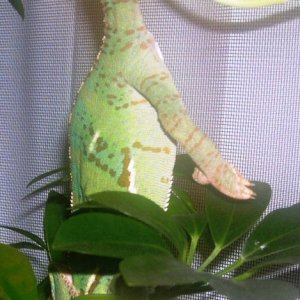 Look ma, no hands - almost
