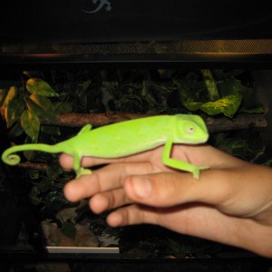 N.A.R.B.C expo and senegal pics