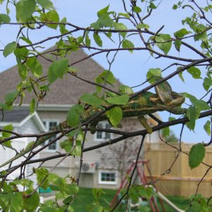Lenny in a tree