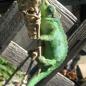 Skeet-zilla