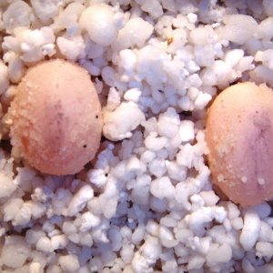 eggs
