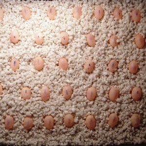 eggs3