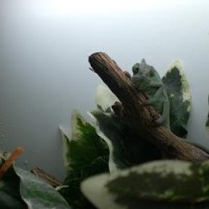 baby eragon