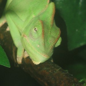 cham kiss
