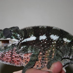 Bugsey's Dark Phase