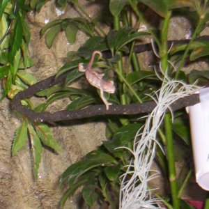 panther chameleon