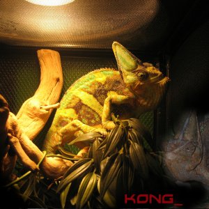 Kong