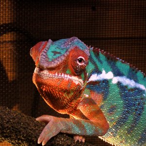 Dino