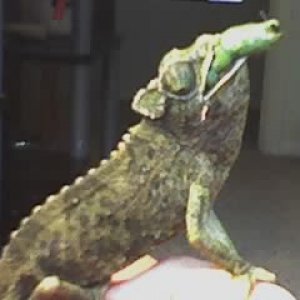 Eating a big worm, yum yum!!