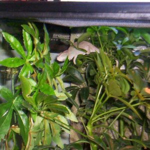 panther chameleon