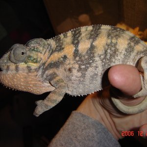 Female Nosy Be Bluw