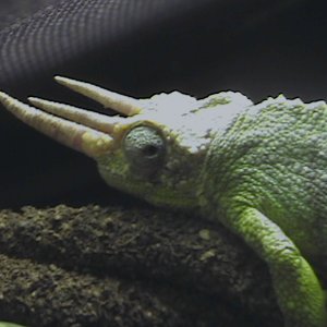 DCAM0020