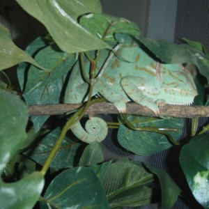 pregnant veiled cham