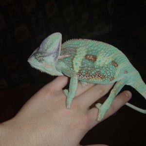 Veiled (Yemen) Chameleon