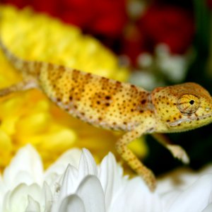 Yellow flapneck baby