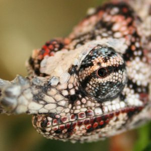 Furcifer minor