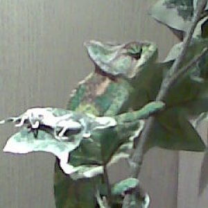 Image057