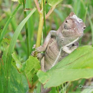 Baby Calyptratus