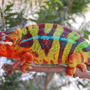 Chameleons012