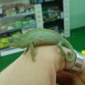 My New Male Veiled