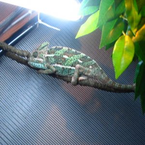 Chameleons has done operation3#
