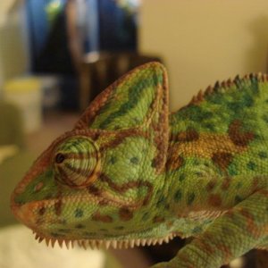 penelope