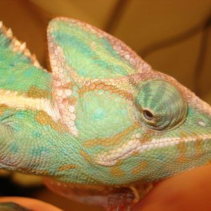 penelope